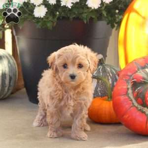 Whimsy, Maltipoo Puppy