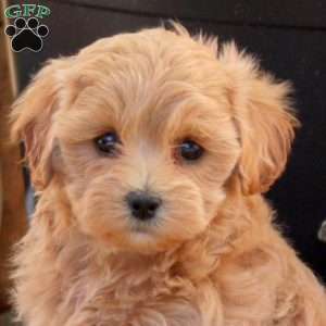 Whimsy, Maltipoo Puppy