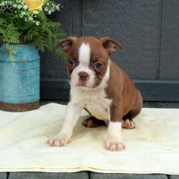 Whit, Boston Terrier Puppy