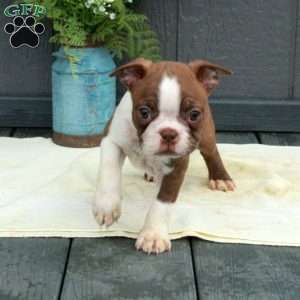 Whit, Boston Terrier Puppy