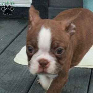 Whit, Boston Terrier Puppy