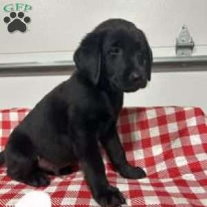Gunner, Black Labrador Retriever Puppy