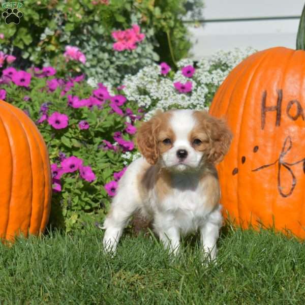 Wilbur, Cavapoo Puppy