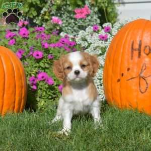 Wilbur, Cavapoo Puppy