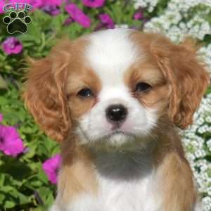 Wilbur, Cavapoo Puppy