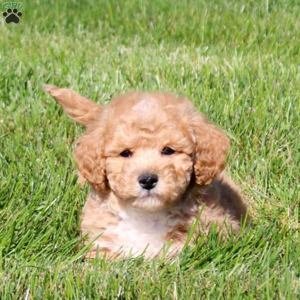 Wilder, Bich-Poo Puppy