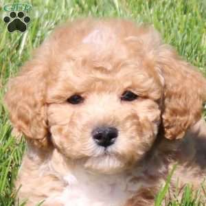 Wilder, Bich-Poo Puppy