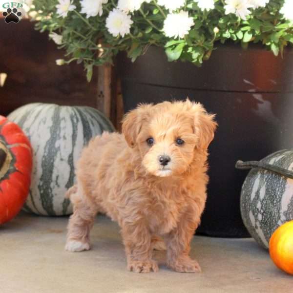 Wildflower, Maltipoo Puppy
