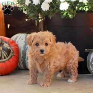 Wildflower, Maltipoo Puppy