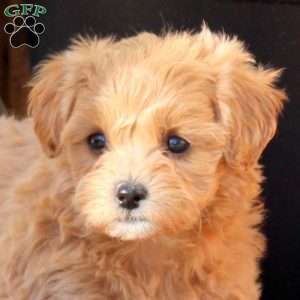 Wildflower, Maltipoo Puppy