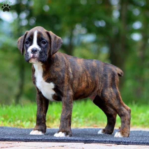 Will, Boxer Puppy