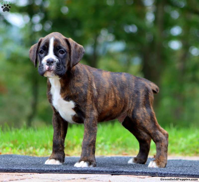 Will (Boxer, Male) in Birdsboro, PA