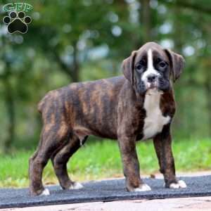 Will, Boxer Puppy