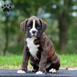 Will, Boxer Puppy