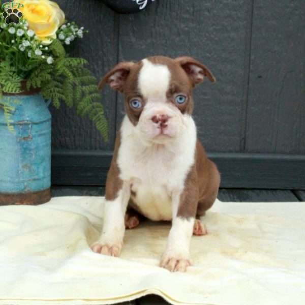 Willa, Boston Terrier Puppy