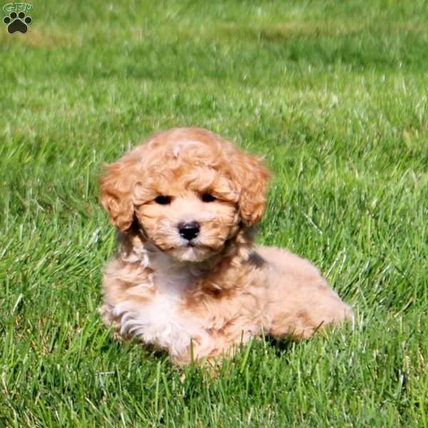 Willa, Bich-Poo Puppy