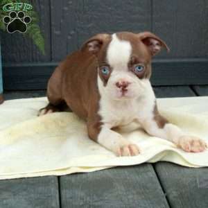 Willa, Boston Terrier Puppy