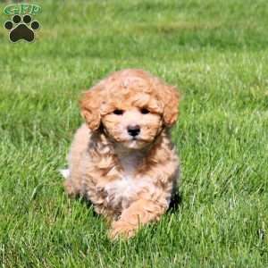 Willa, Bich-Poo Puppy