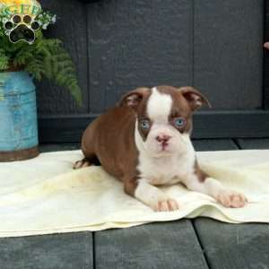 Willa, Boston Terrier Puppy