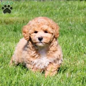 Willa, Bich-Poo Puppy