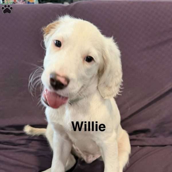 Willie, English Setter Puppy