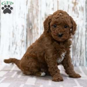 Willow, Mini Goldendoodle Puppy