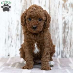 Willow, Mini Goldendoodle Puppy