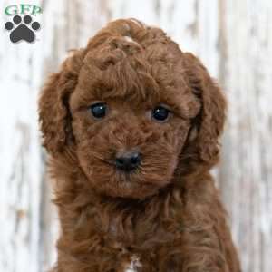 Willow, Mini Goldendoodle Puppy