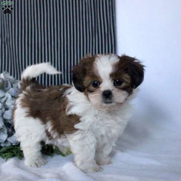 Willow, Teddy Bear Puppy