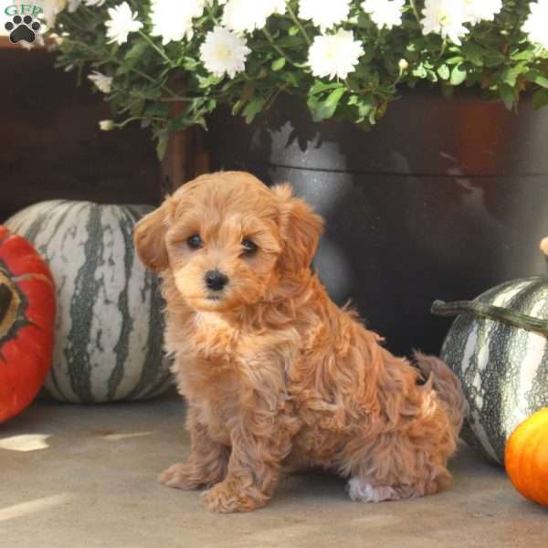 Willow, Maltipoo Puppy