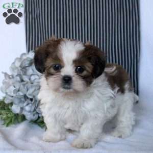 Willow, Teddy Bear Puppy