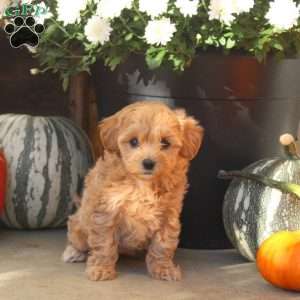 Willow, Maltipoo Puppy