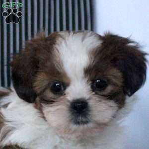 Willow, Teddy Bear Puppy