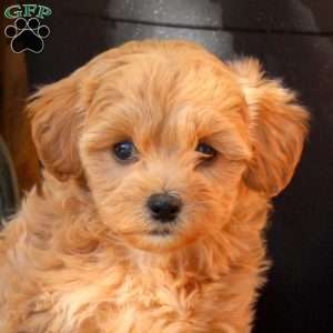 Willow, Maltipoo Puppy