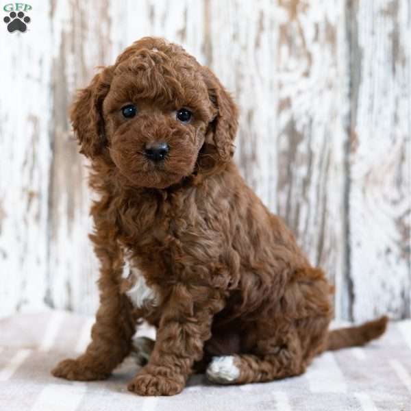 Willow, Mini Goldendoodle Puppy