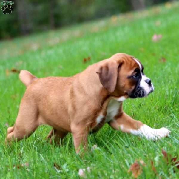 Winner, Boxer Puppy