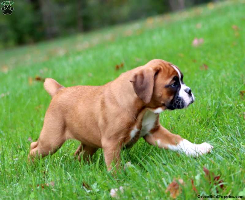 Winner (Boxer, Female) in Birdsboro, PA