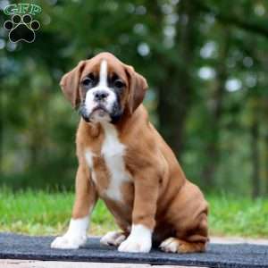 Winner, Boxer Puppy