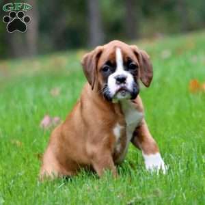 Winner, Boxer Puppy