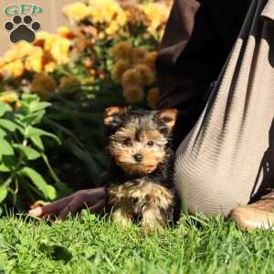 Winnie, Yorkie Puppy