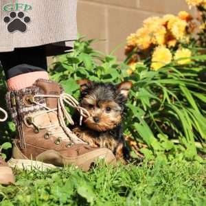 Winnie, Yorkie Puppy