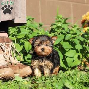 Winnie, Yorkie Puppy