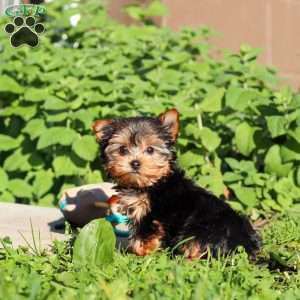 Winnie, Yorkie Puppy