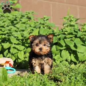 Winnie, Yorkie Puppy