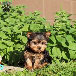 Winnie, Yorkie Puppy