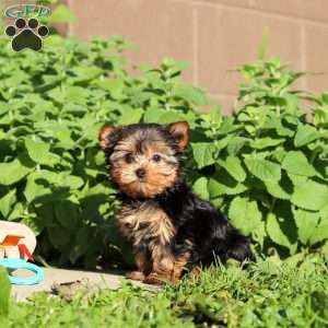 Winnie, Yorkie Puppy