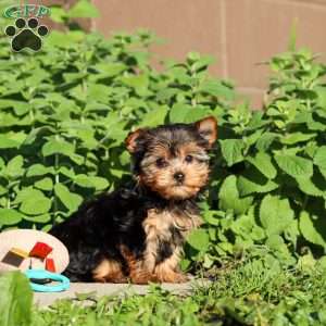 Winnie, Yorkie Puppy