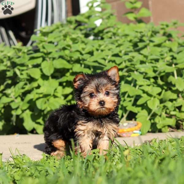Winnie, Yorkie Puppy