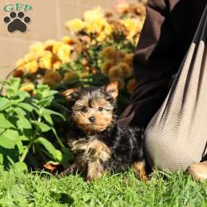 Winnie, Yorkie Puppy