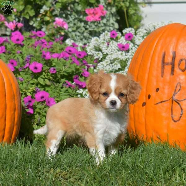 Winnie, Cavapoo Puppy